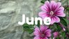Kerr Village BIA June Newsletter